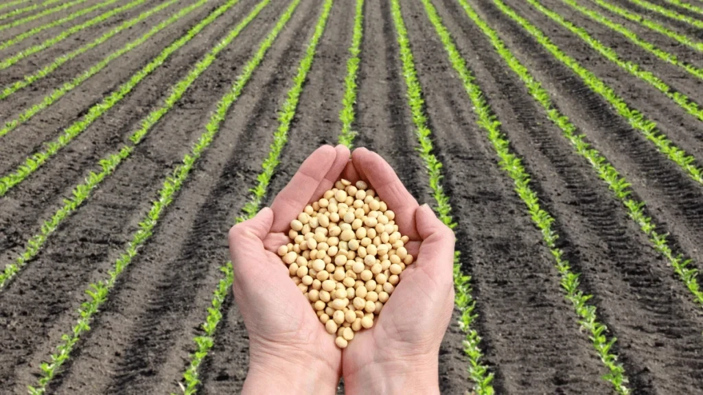 素食豆制品 技术配方、实体教程